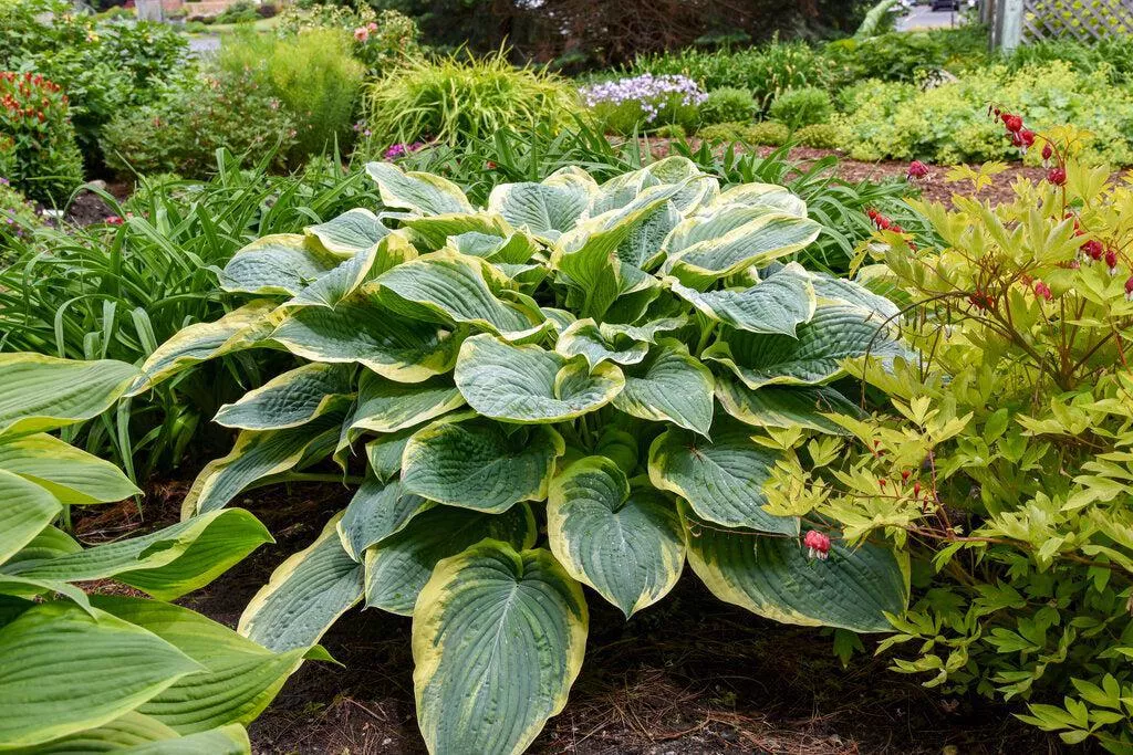 Shadowland Gigantosaurus Hosta