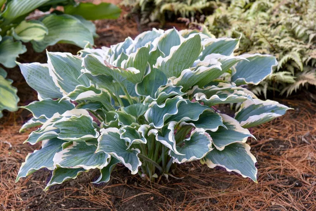 Shadowland Hope Springs Eternal Hosta