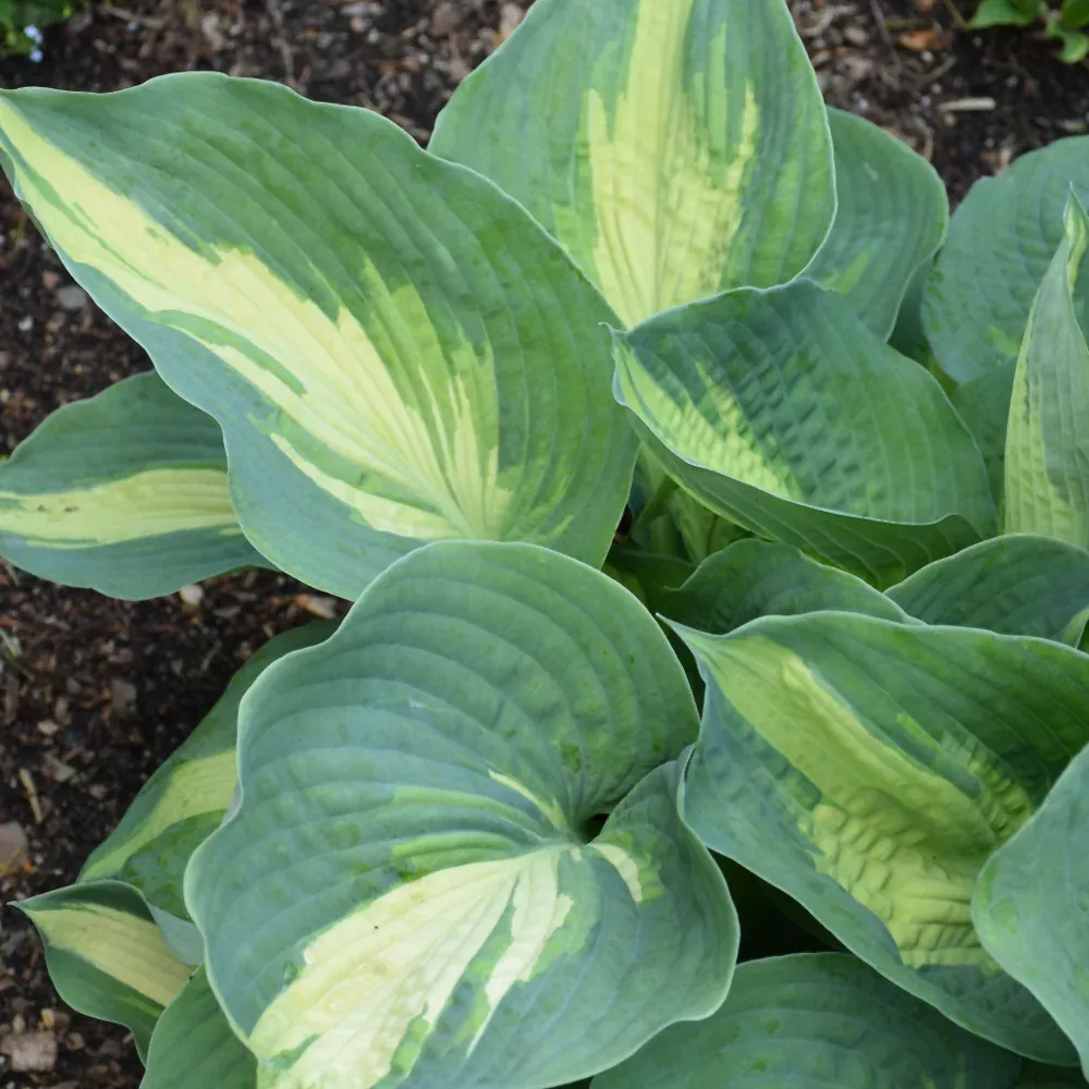 Shadowland Hudson Bay Hosta