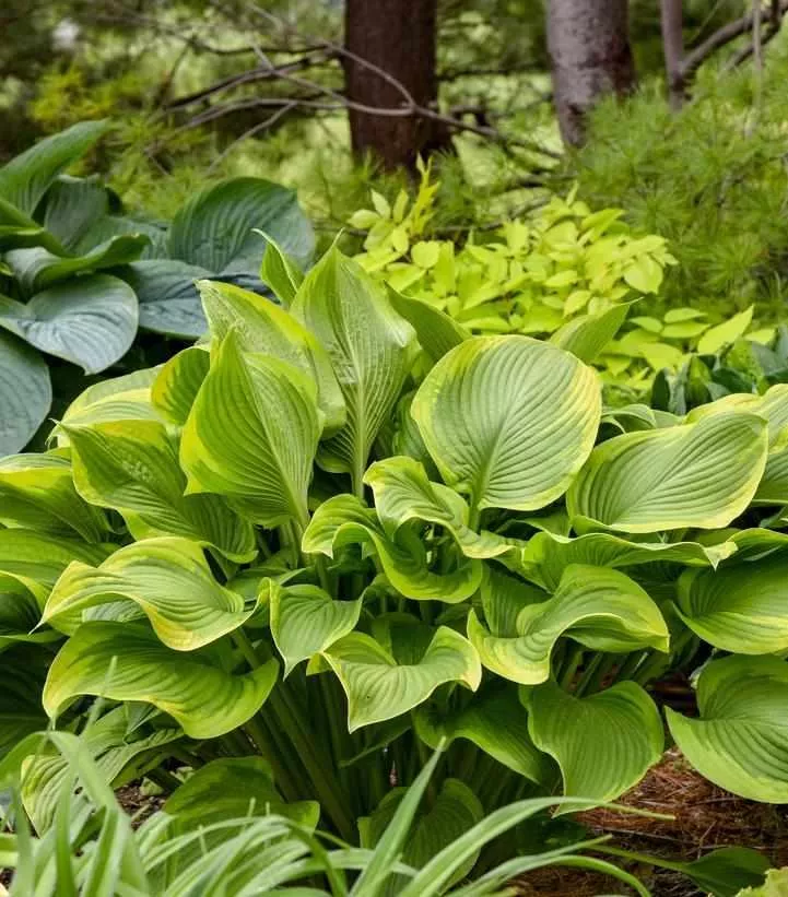Shadowland Lone Star Hosta