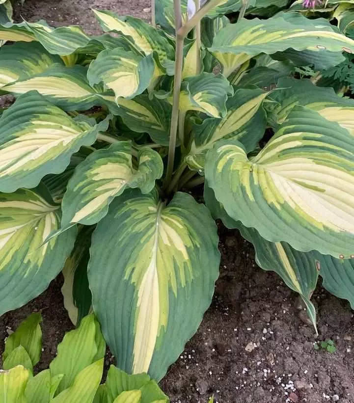 Shadowland Love Story Hosta