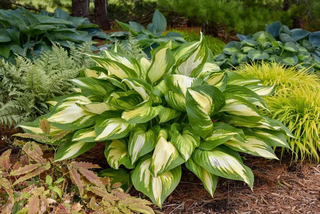 Shadowland Miss America Hosta