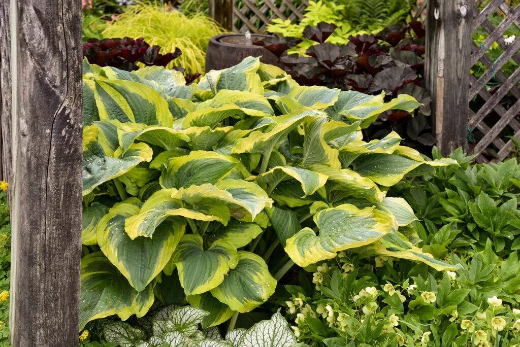Shadowland Seducer Hosta