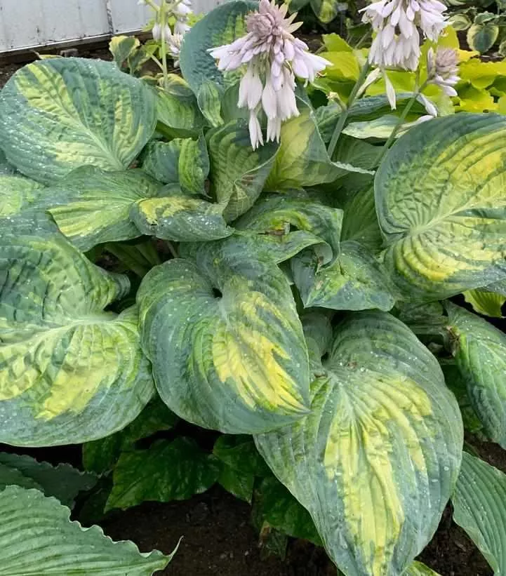 Shadowland Sound of Music Hosta