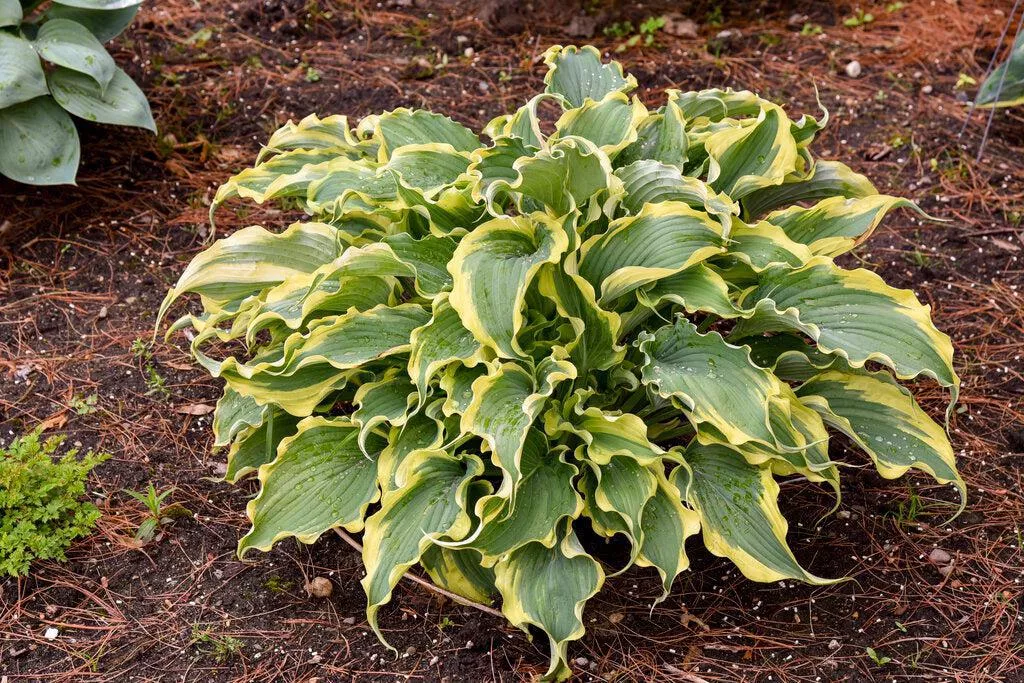Shadowland Voices in the Wind Hosta