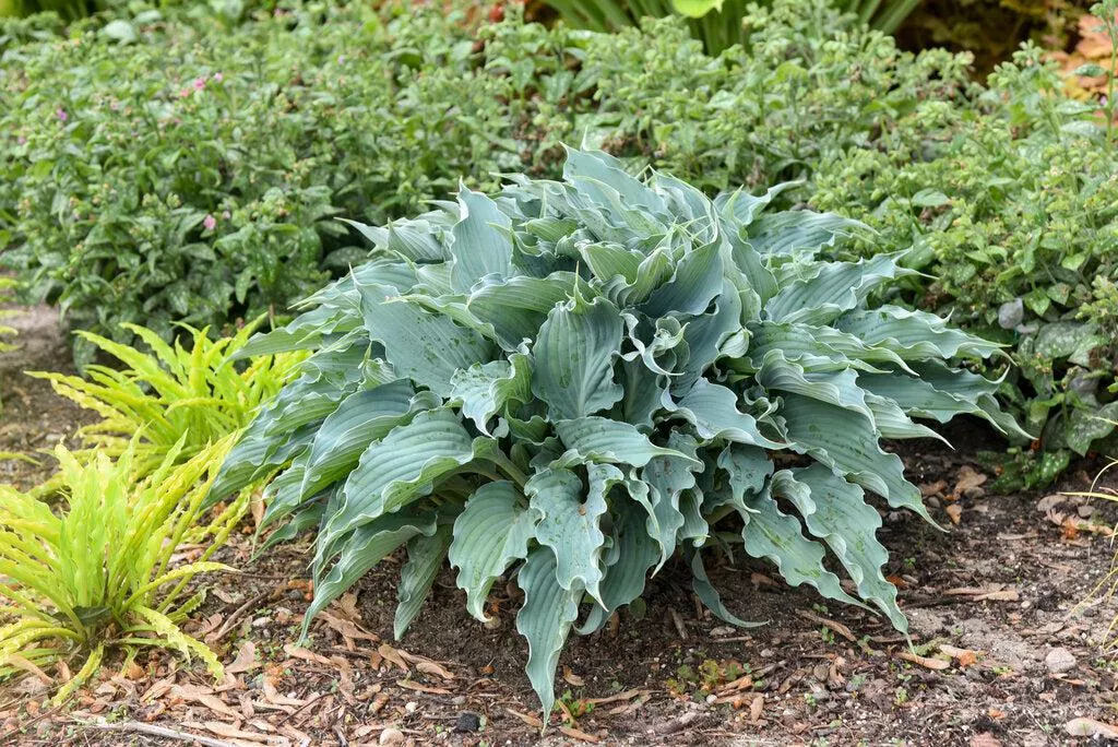 Shadowland Waterslide hosta