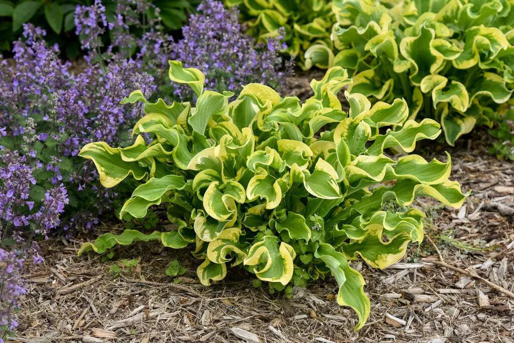 Shadowland Wheee! Hosta