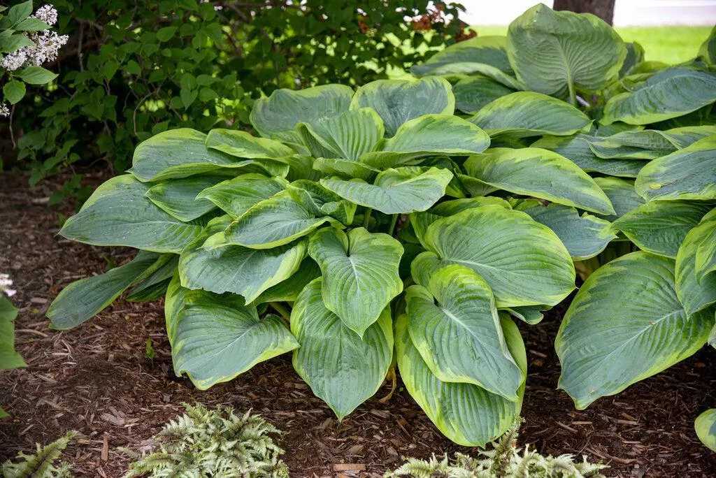 Shadowland Wu-La-La Hosta