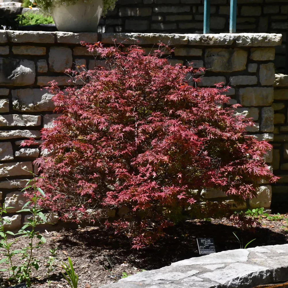 Shaina Japanese Maple