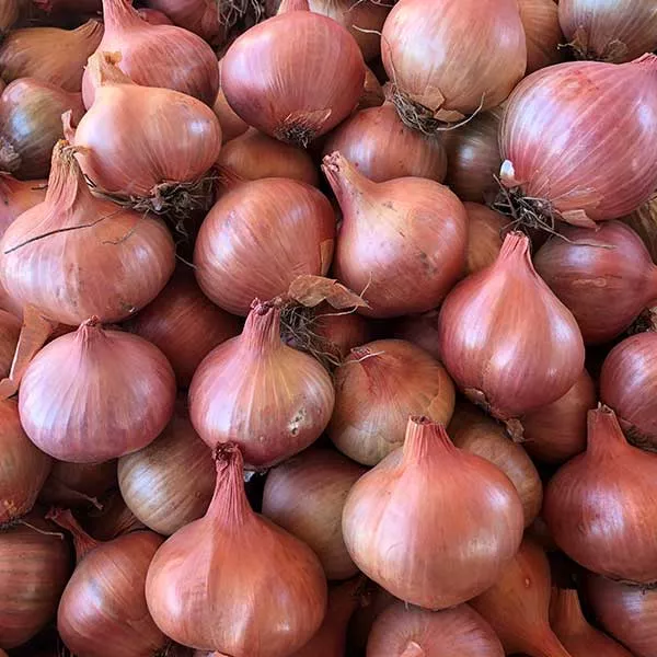 Shallot Plants