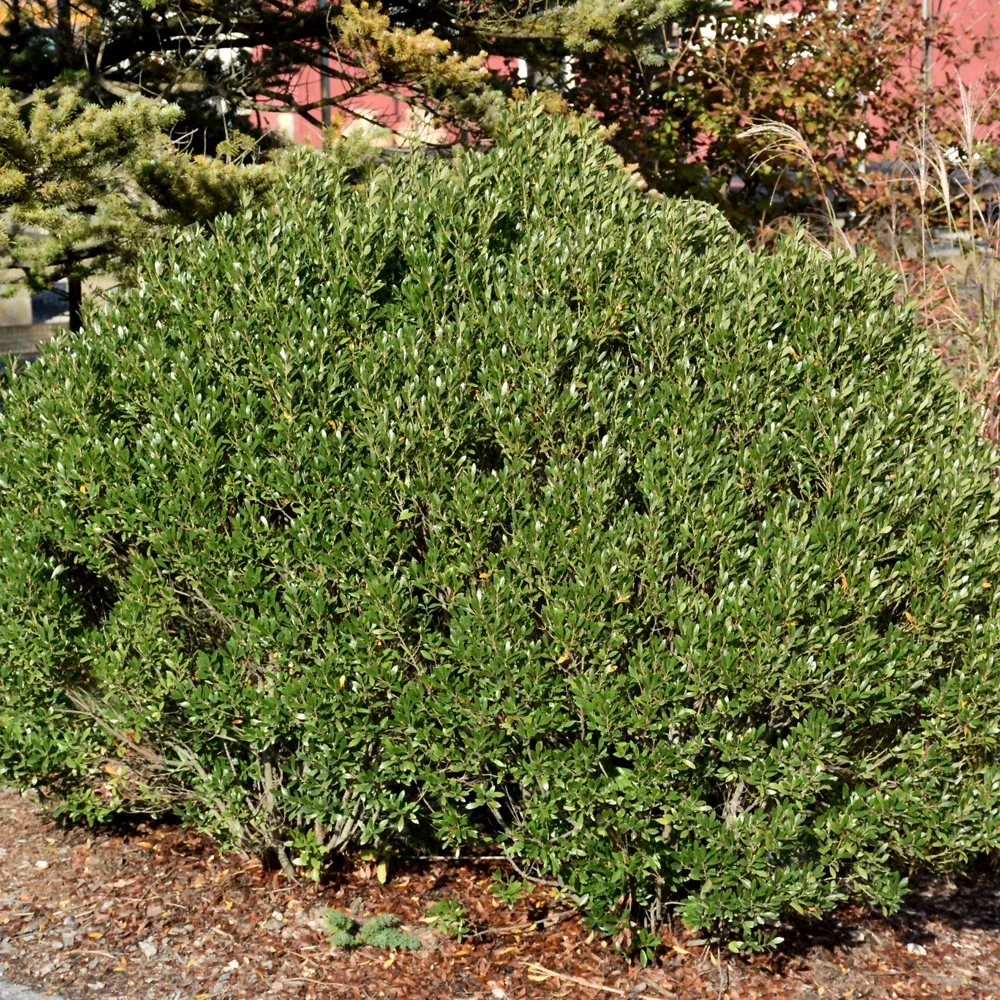 Shamrock Inkberry Holly