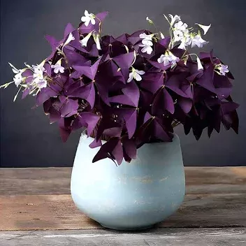 SHAMROCK Oxalis and Oxalis Triangularis