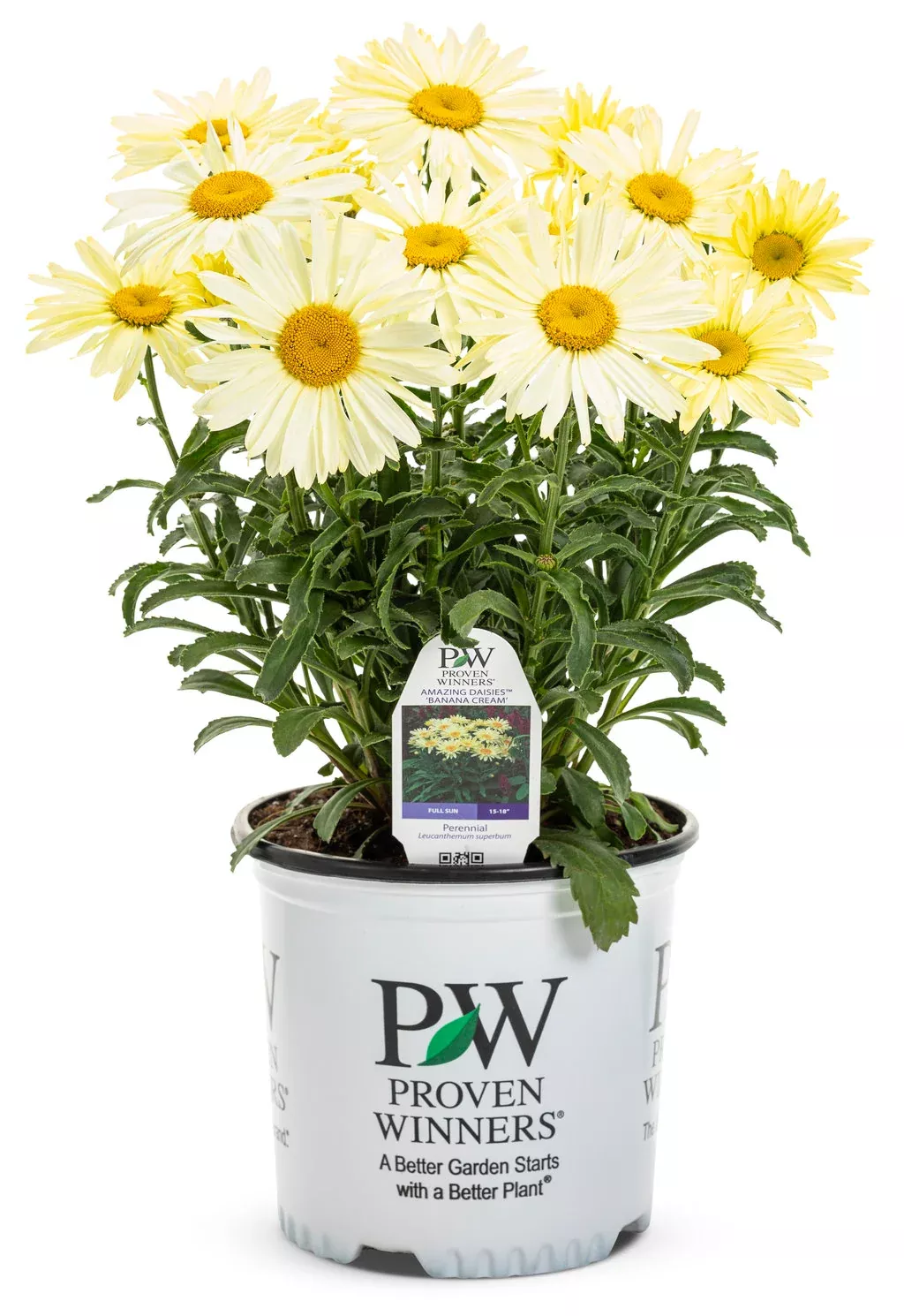 Shasta Daisy Leucanthemum Amazing Daisies Banana Cream II - 1 Gallon