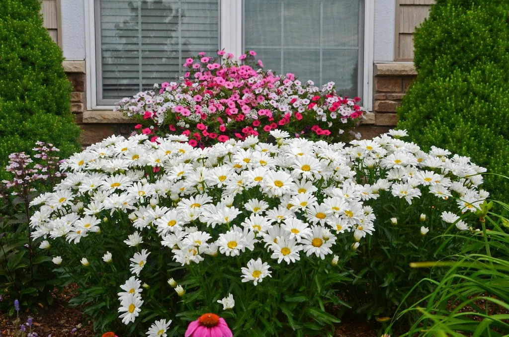 Shasta Daisy Leucanthemum Amazing Daisies Daisy May - 1 Gallon