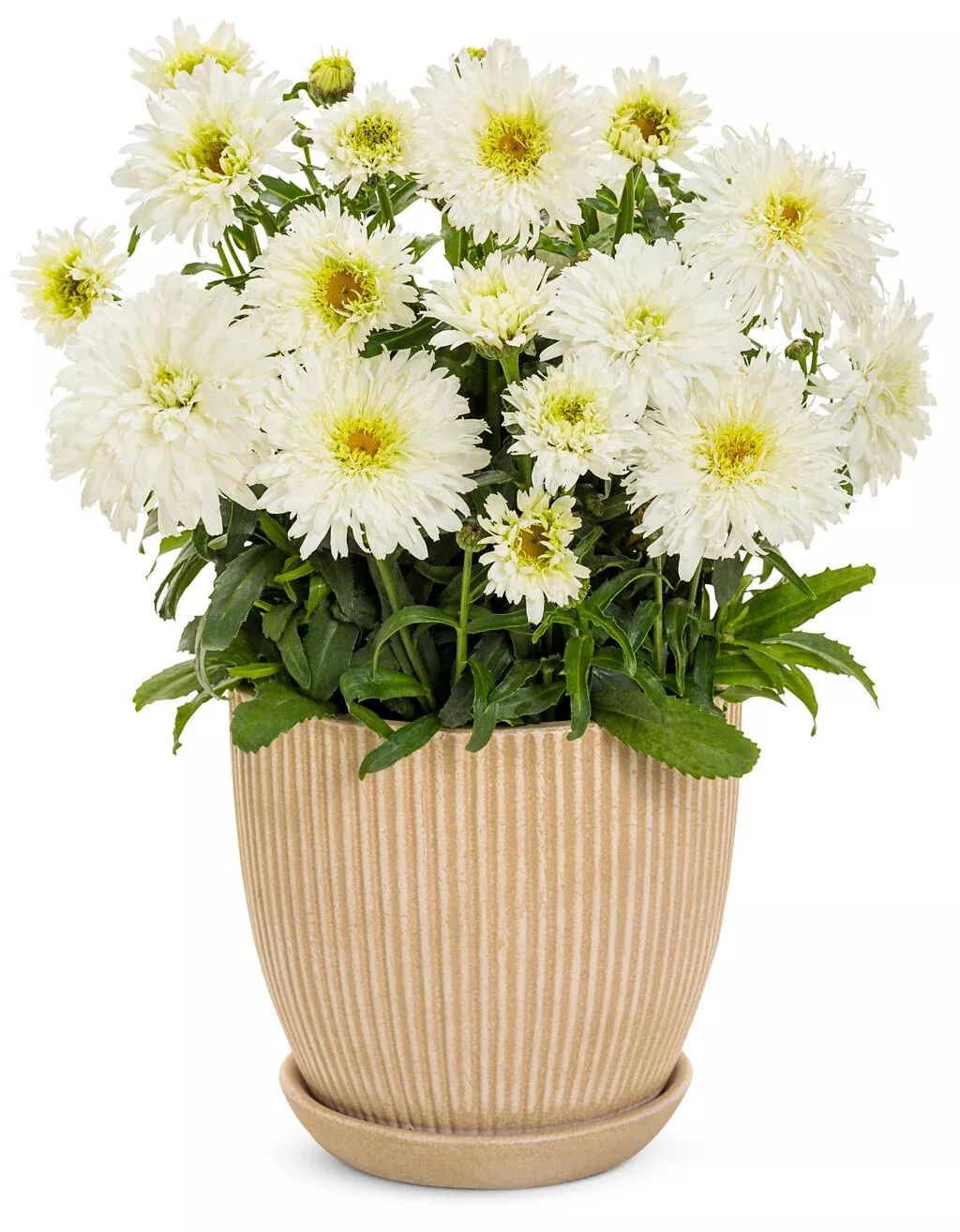 Shasta Daisy Leucanthemum Amazing Daisies Marshmallow - 1 Gallon