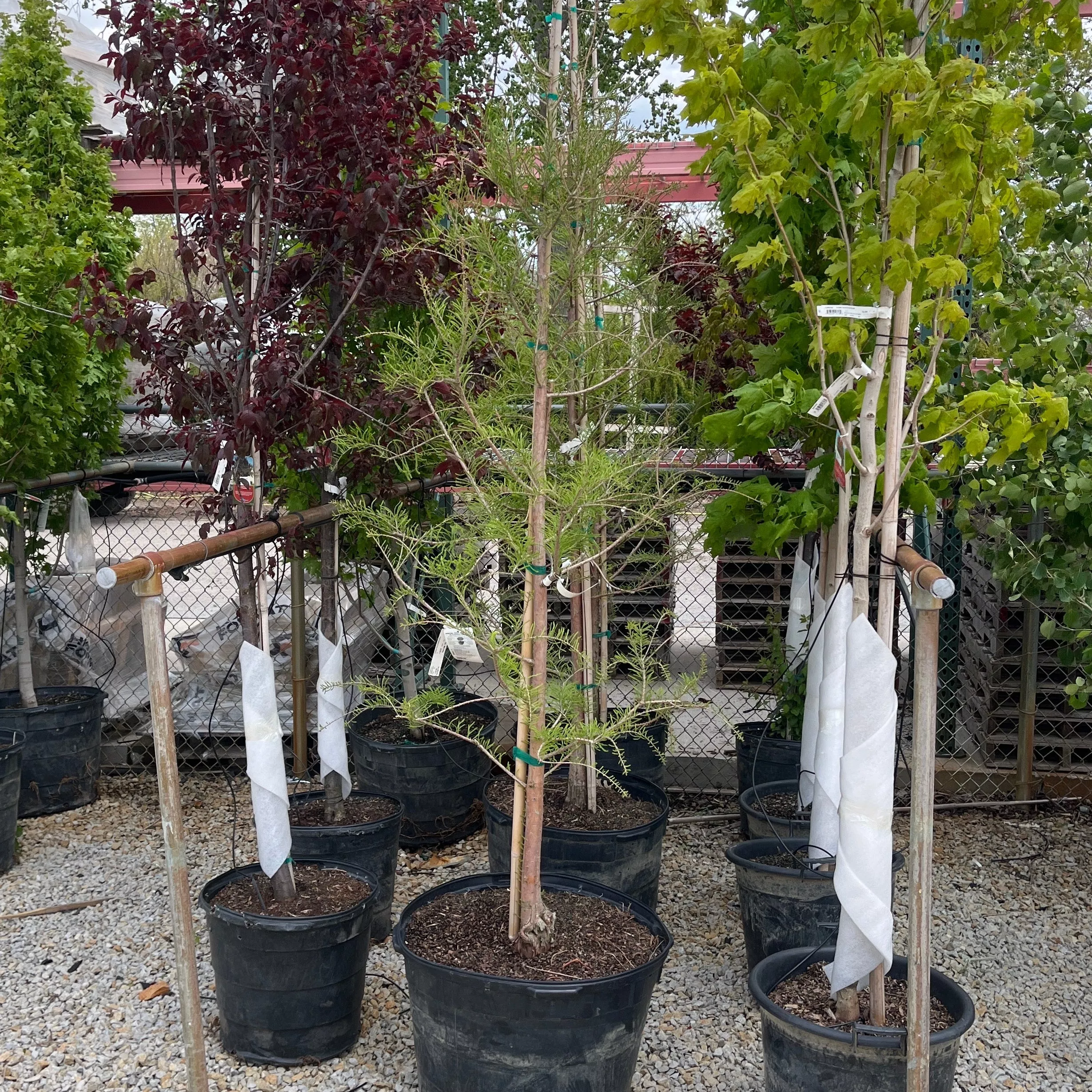 Shawnee Brave Bald Cypress - Taxodium distichum 'Shawnee Brave' - 25 Gallon Potted Shade Tree