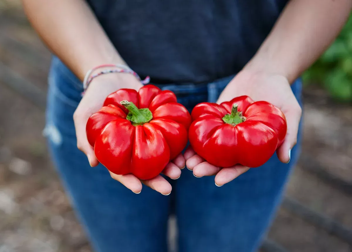 Sheepnose Pimento Sweet Pepper Seeds