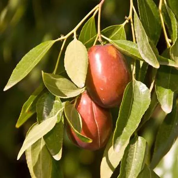 Sherwood Jujube