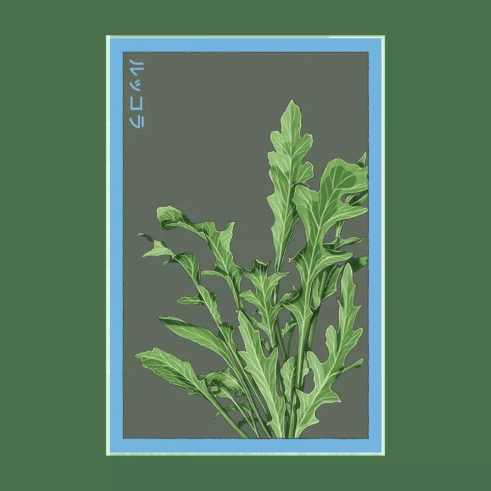 Shido Arugula Seed Packet