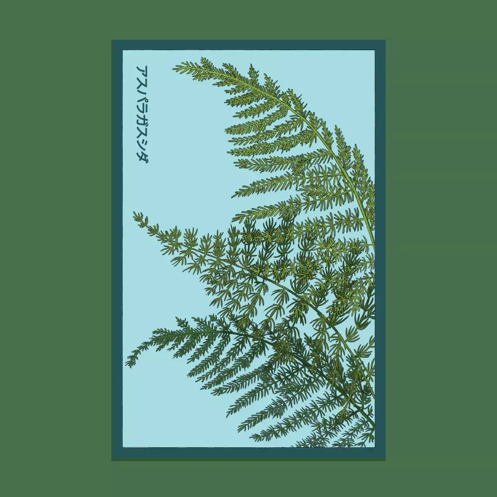 Shido Asparagus Fern Seed Packet