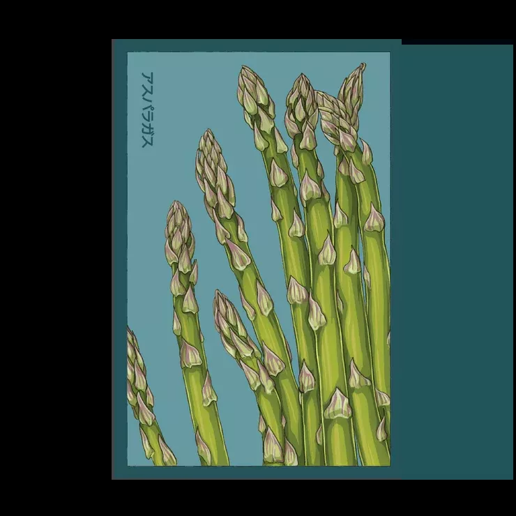 Shido Asparagus 'Mary Washington' Seed Packet