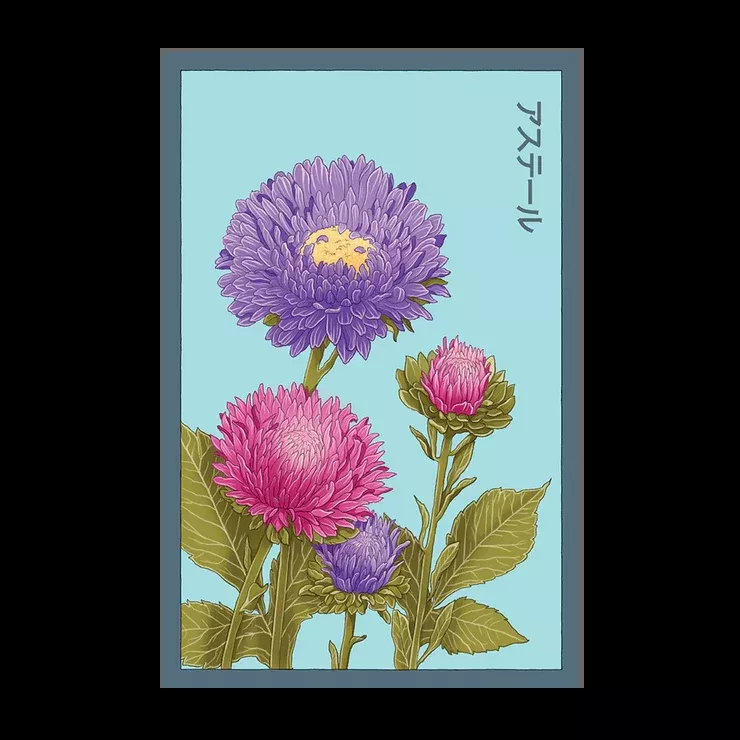 Shido Aster Flower Seed Packet