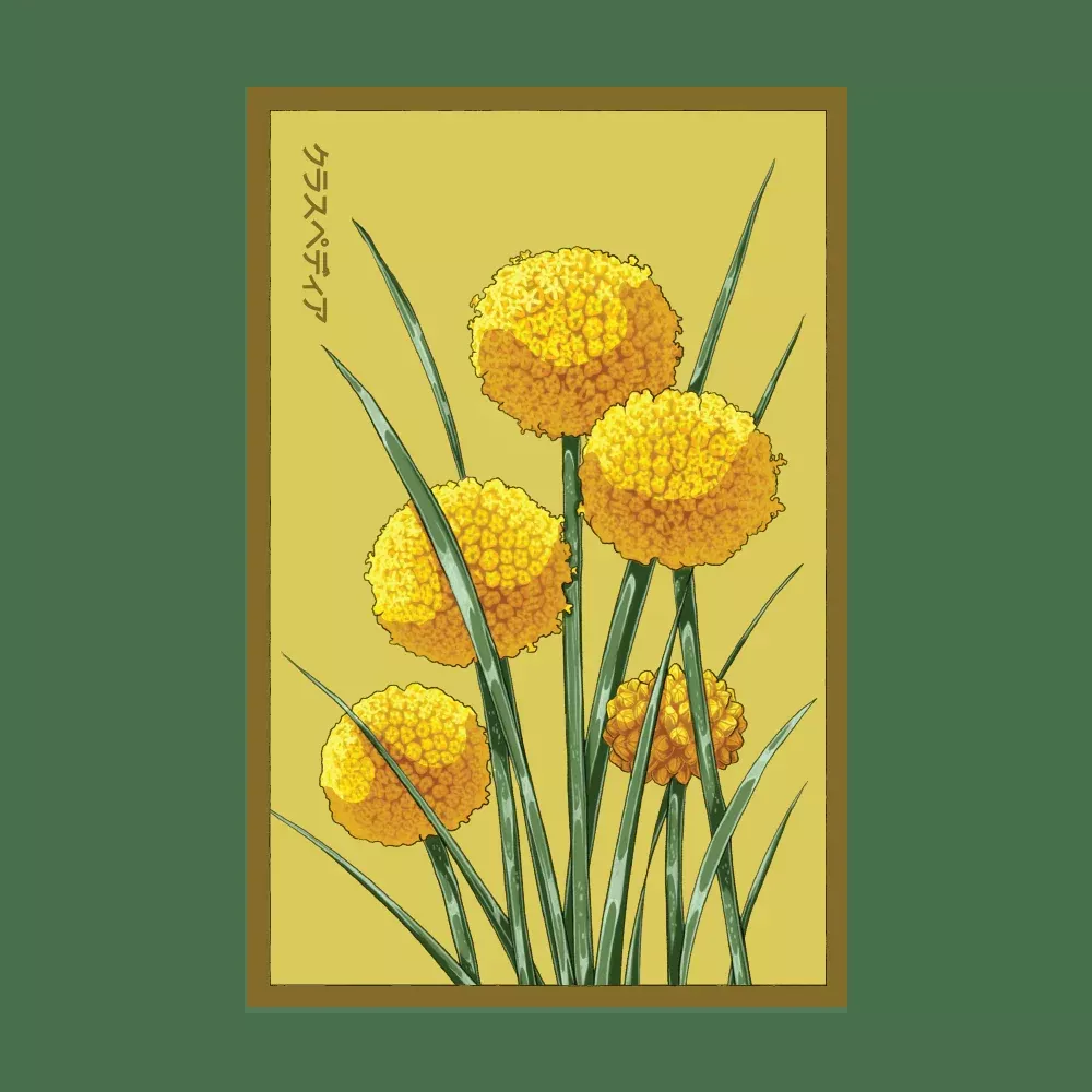 Shido Billy Buttons Seed Packet