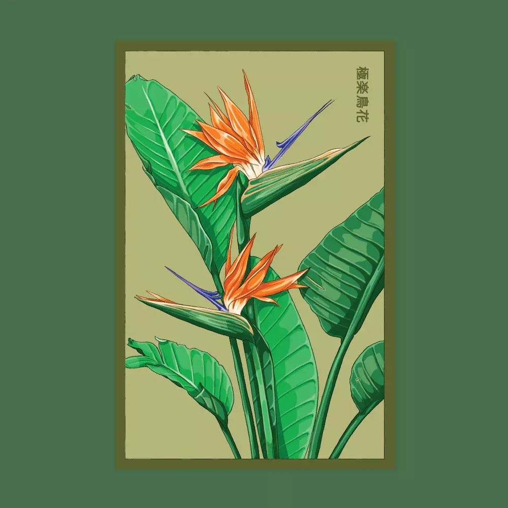 Shido Bird of Paradise Seed Packet