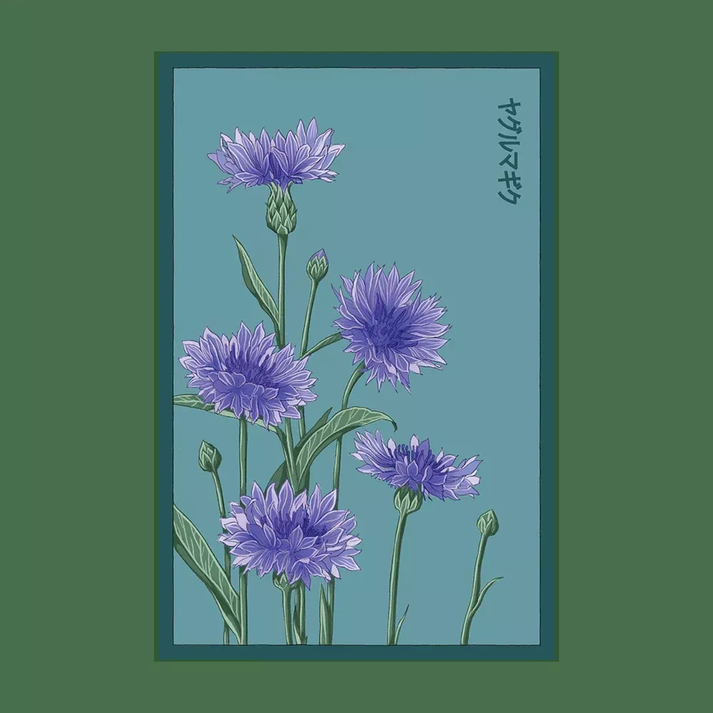 Shido Blue Cornflower Seed Packet