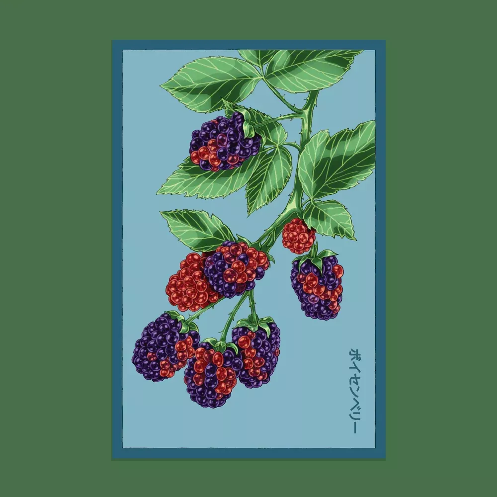 Shido Boysenberry Flower Seed Packet