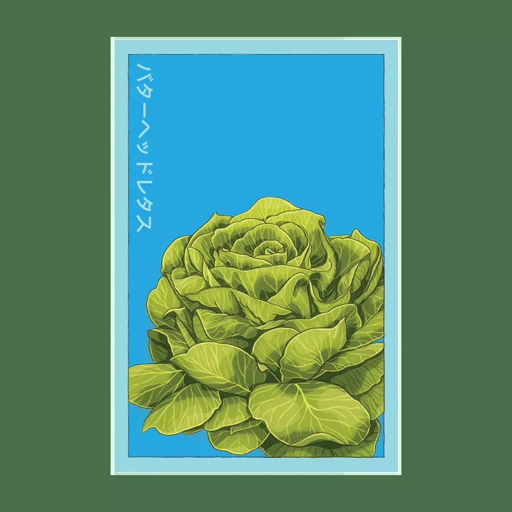 Shido Butterhead Lettuce Seed Packet