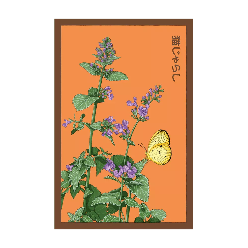 Shido Catnip Seed Packet