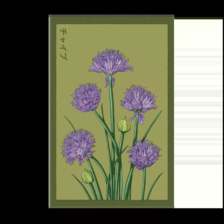 Shido Chives Seed Packet