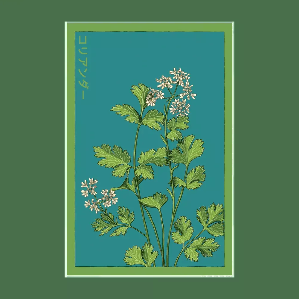 Shido Cilantro Seed Packet