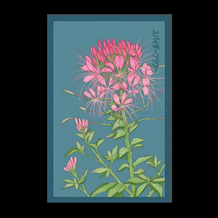 Shido Cleome 'Spiderflower' Seed Packet