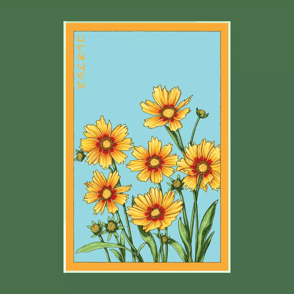 Shido Coreopsis 'Big Flower' Seed Packet