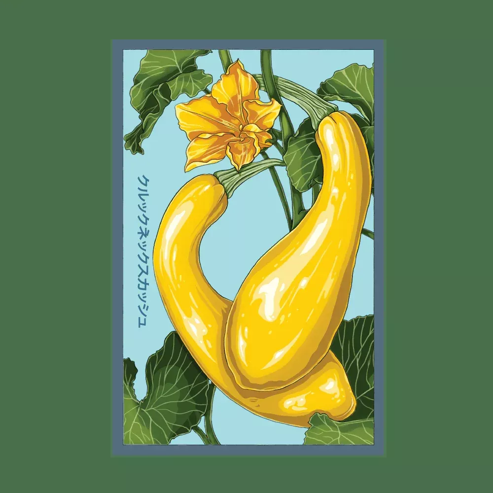 Shido Crookneck Squash Seed Packet