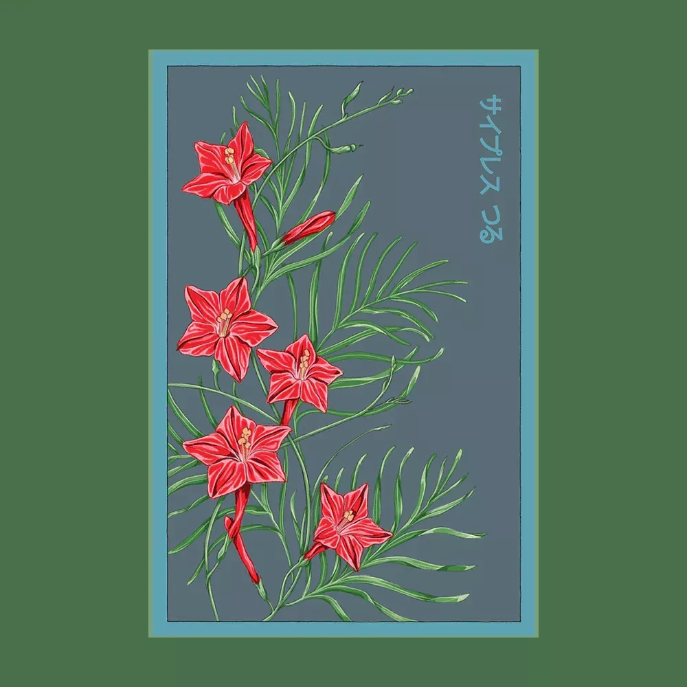 Shido Cypressvine 'Star Glory' Seed Packet