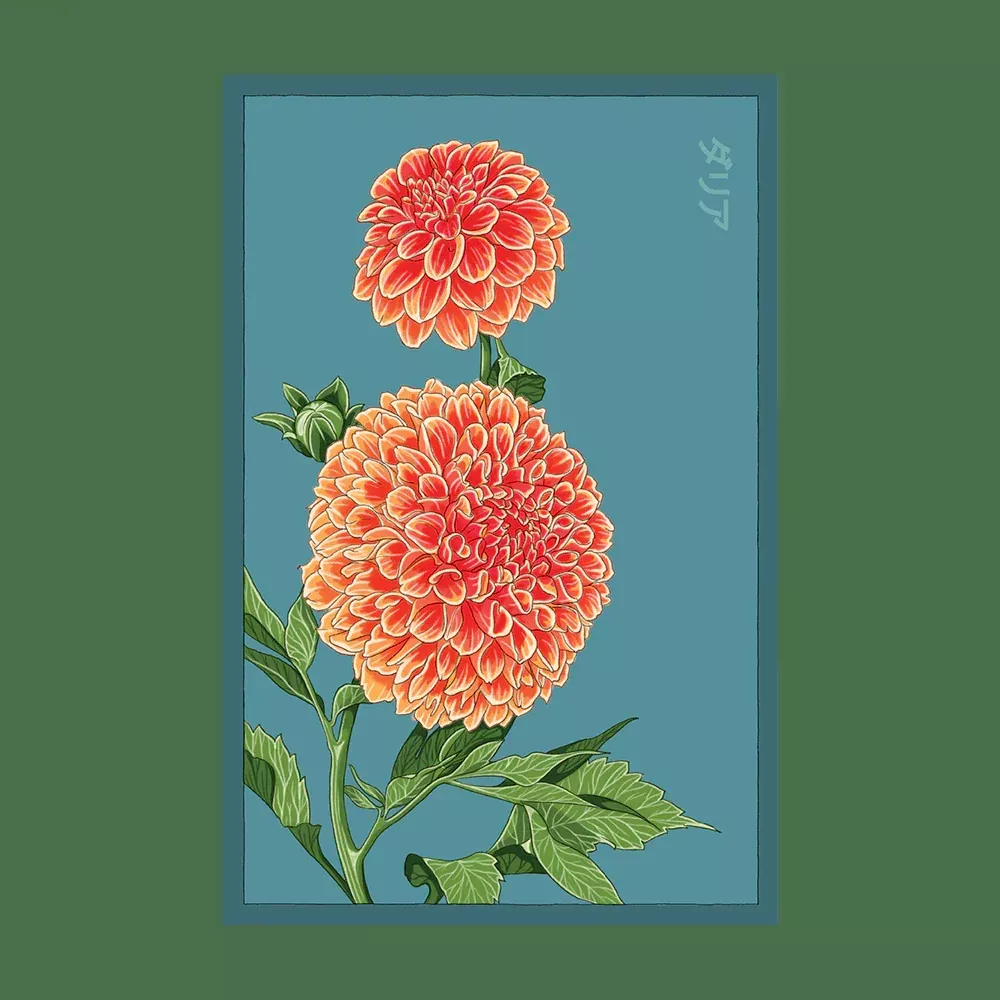 Shido Dahlia Seed Packet