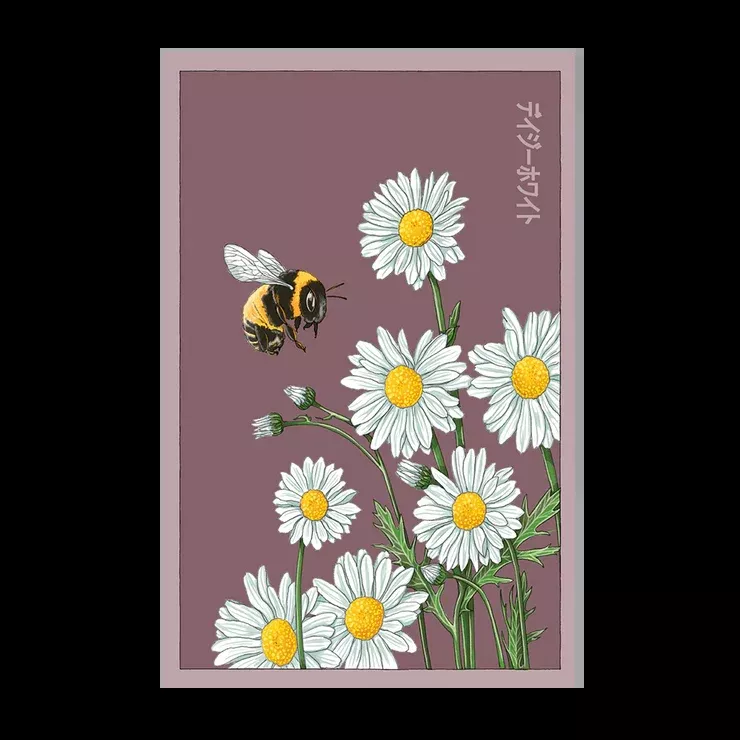 Shido Daisy Seed Packet