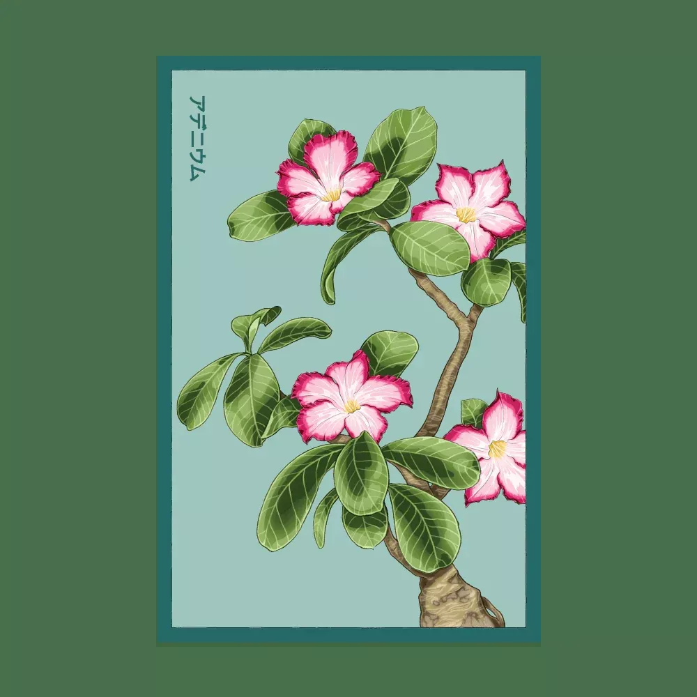 Shido Desert Rose Seed Packet