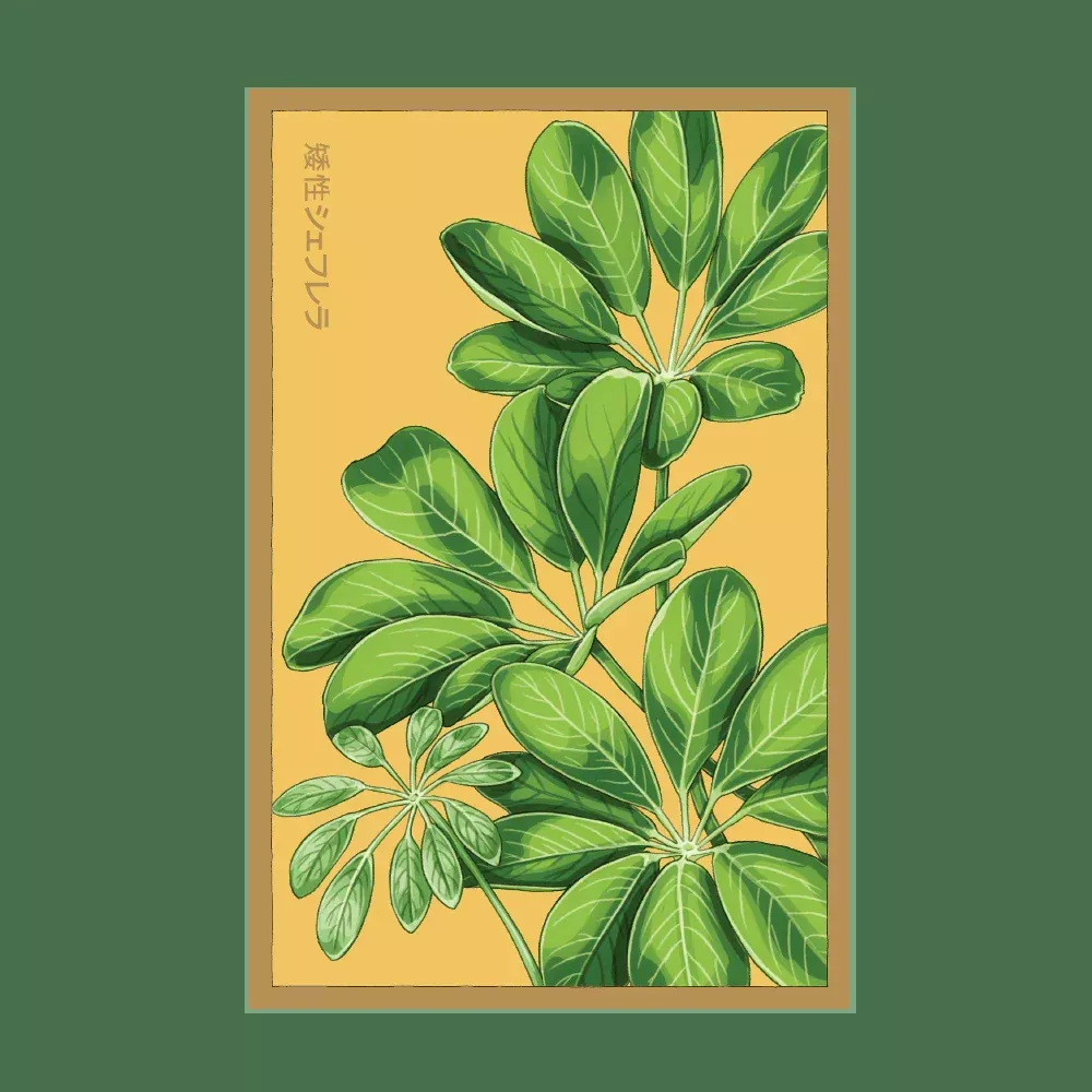Shido Dwarf Schefflera Seed Packet