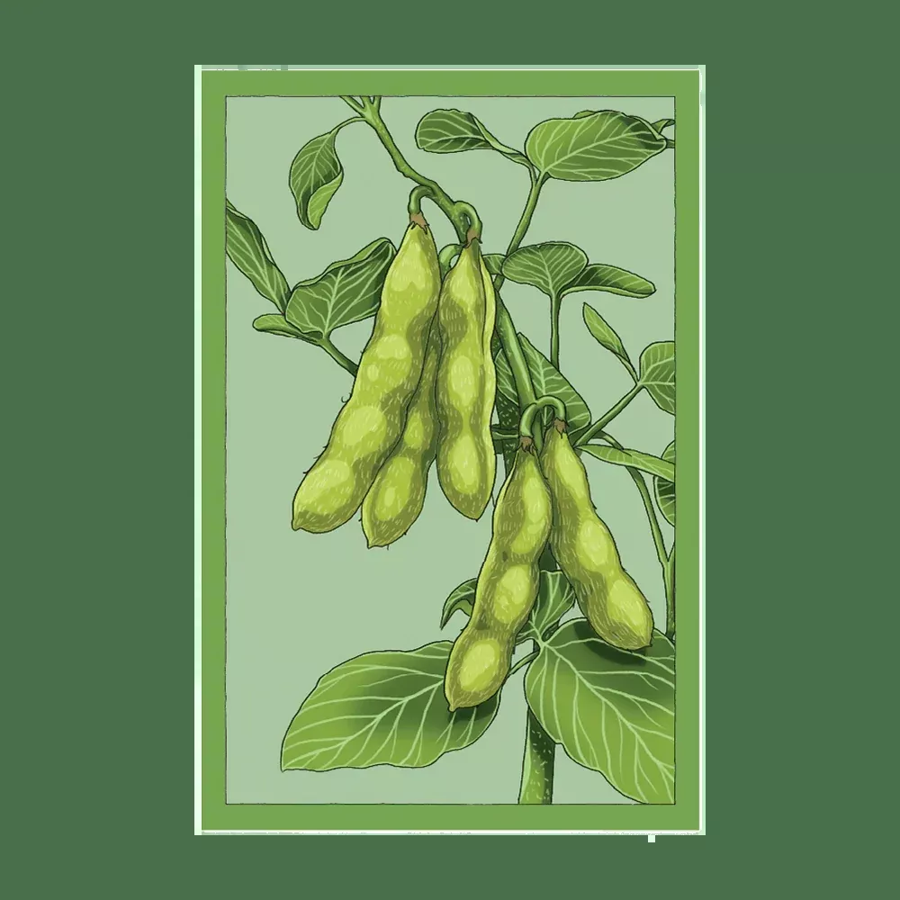 Shido Edamame Seed Packet