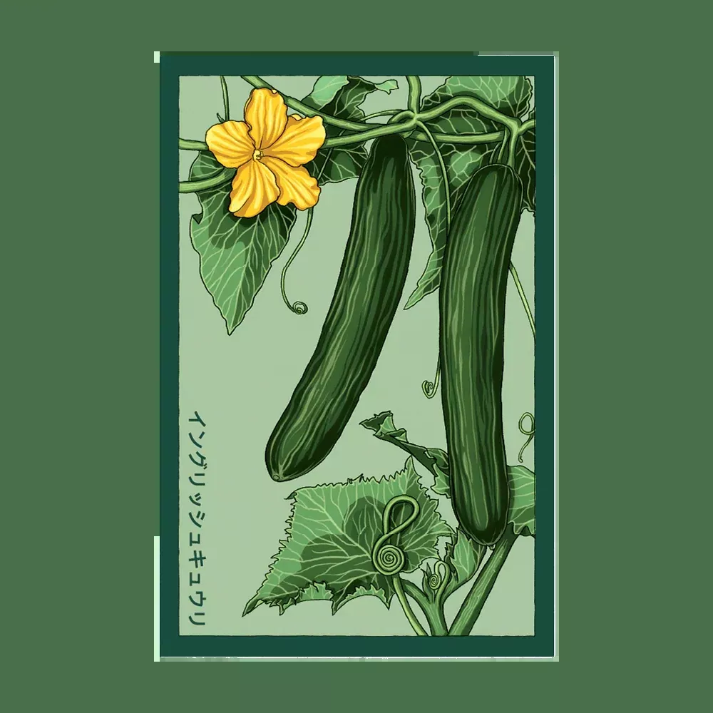 Shido English Cucumber Seed Packet