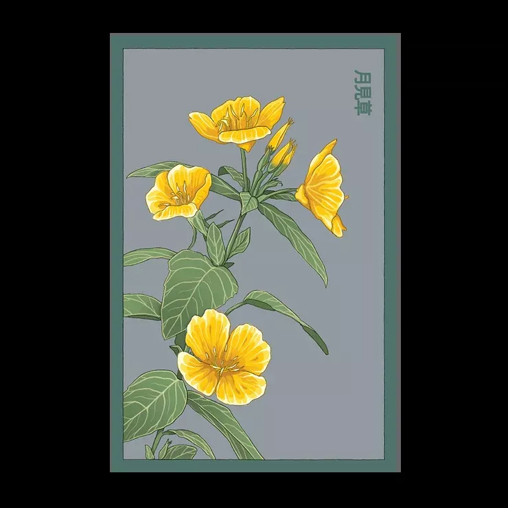 Shido Evening Primrose Seed Packet