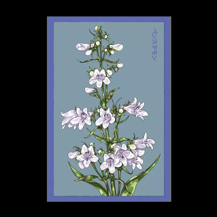 Shido Foxglove Beard Tongue Seed Packet