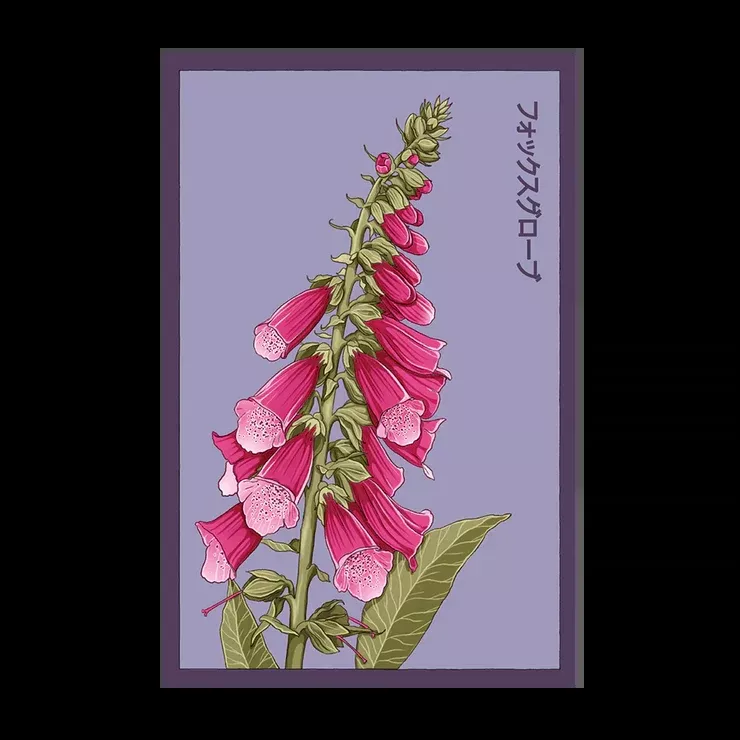 Shido Foxglove Seed Packet