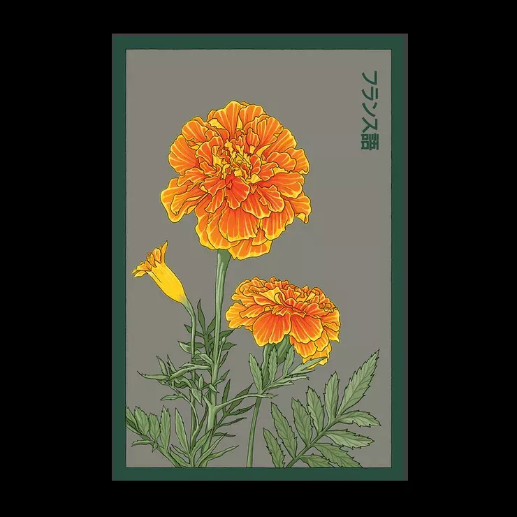 Shido French Marigold Seed Packet
