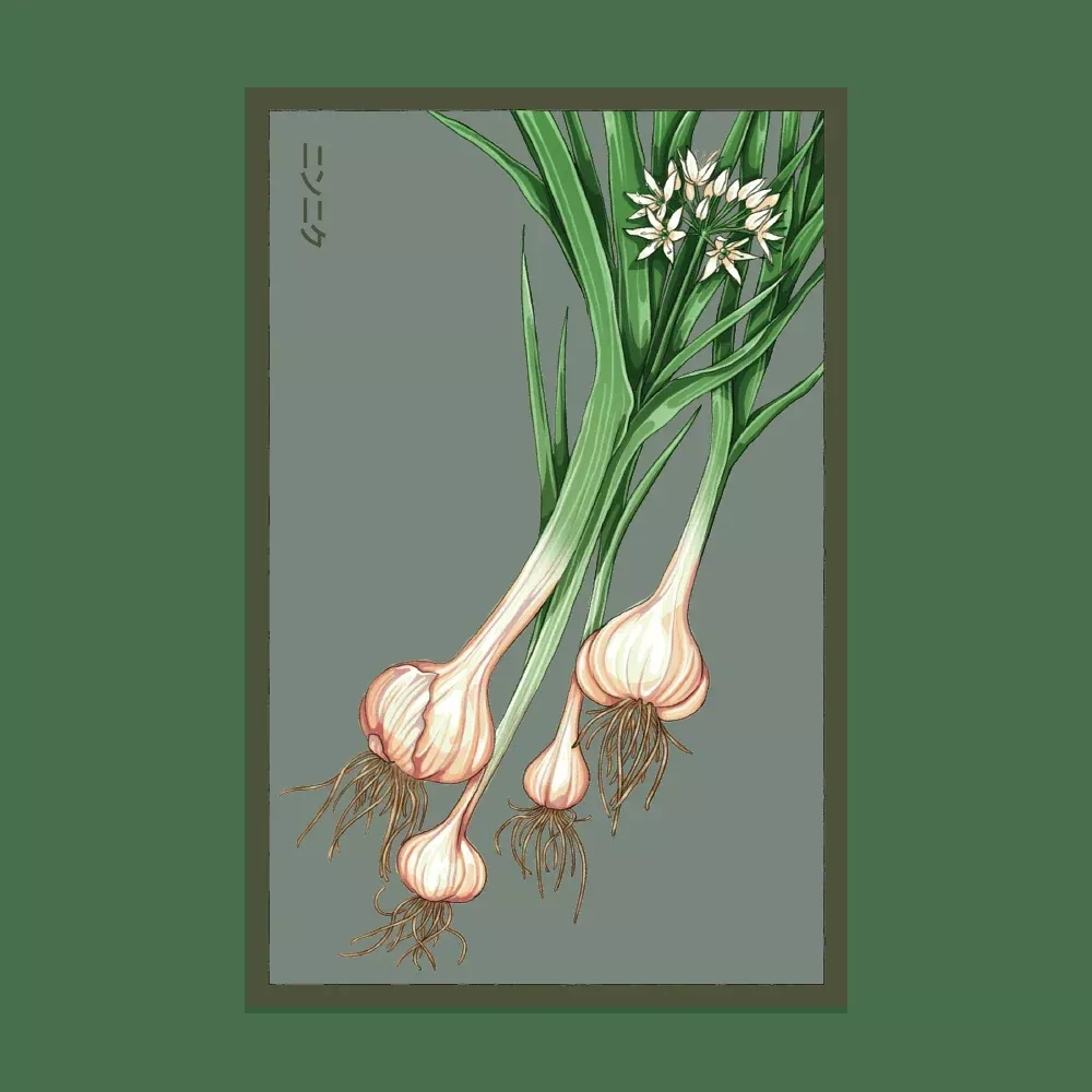 Shido Garlic Seed Packet