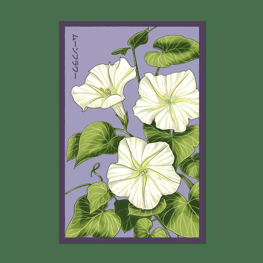 Shido Giant Moonflower Seed Packet